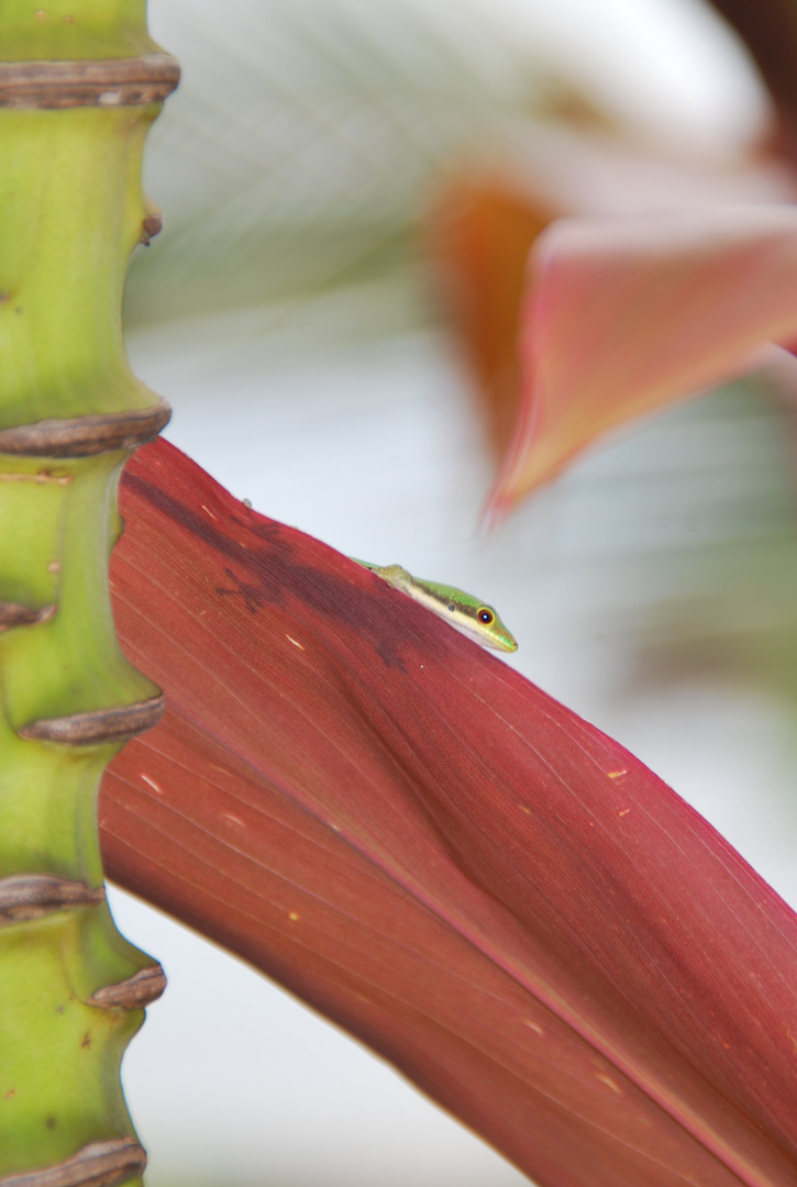 gecko en planque