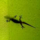 Gecko