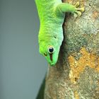 Gecko