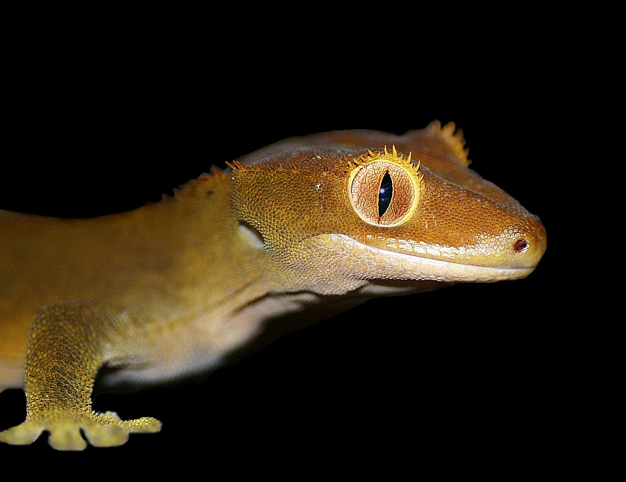 Gecko