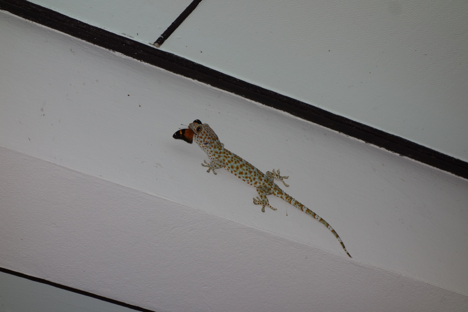 Gecko frisst Falter