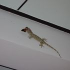 Gecko frisst Falter