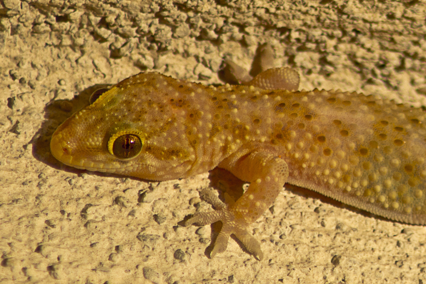 Gecko Glotzberg