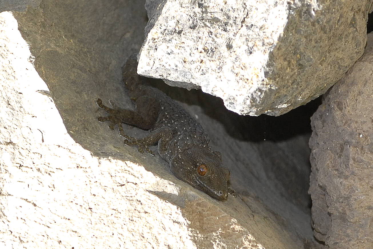 Gecko-Gomera 2010