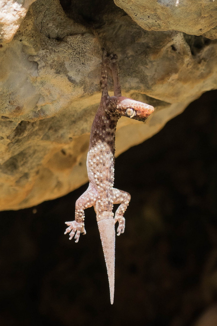 Gecko hängt rum