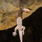 Gecko hängt rum