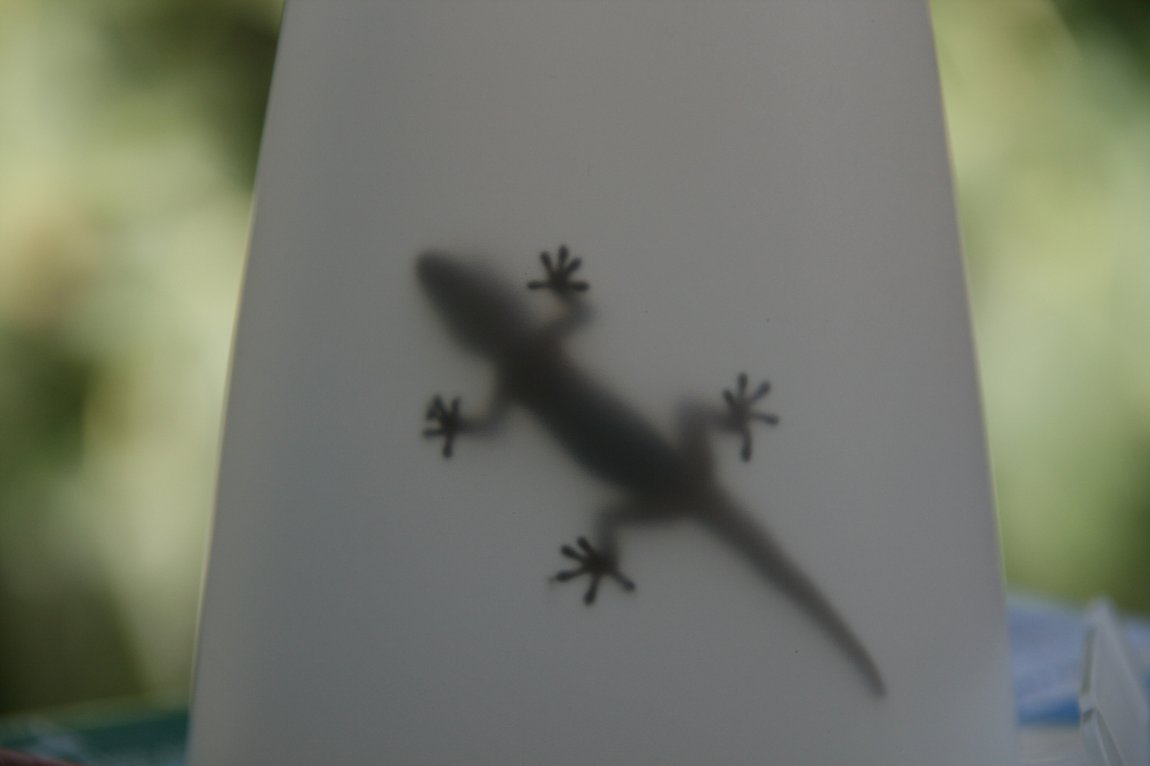 Gecko hinter Glas