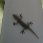 Gecko hinter Glas