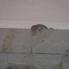 Gecko hoch oben an der Wand....