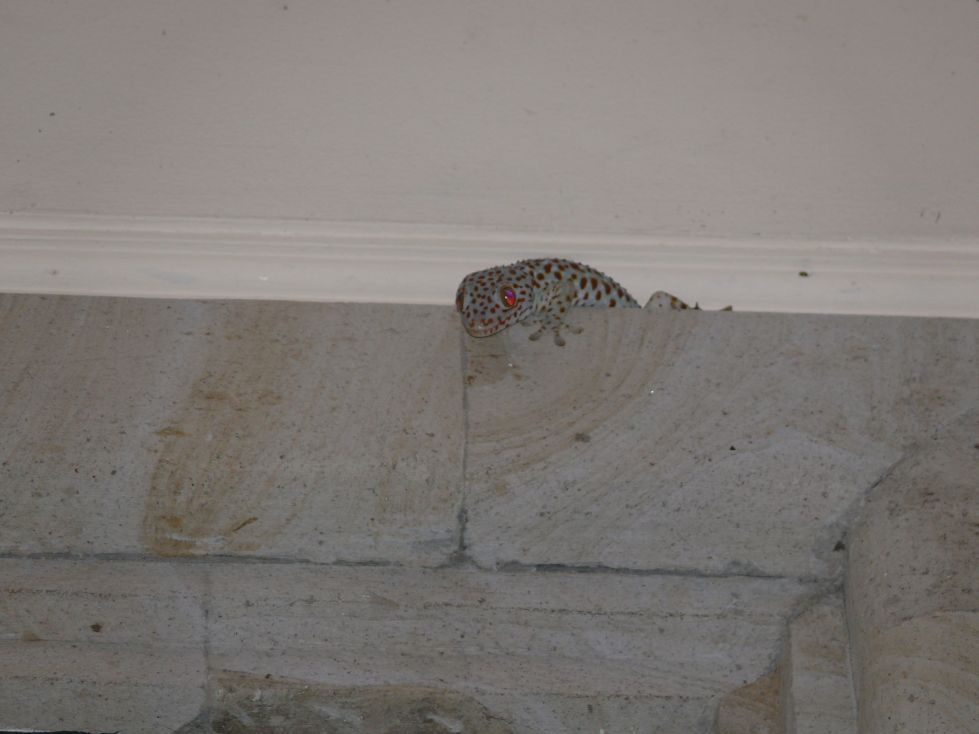 Gecko hoch oben an der Wand....