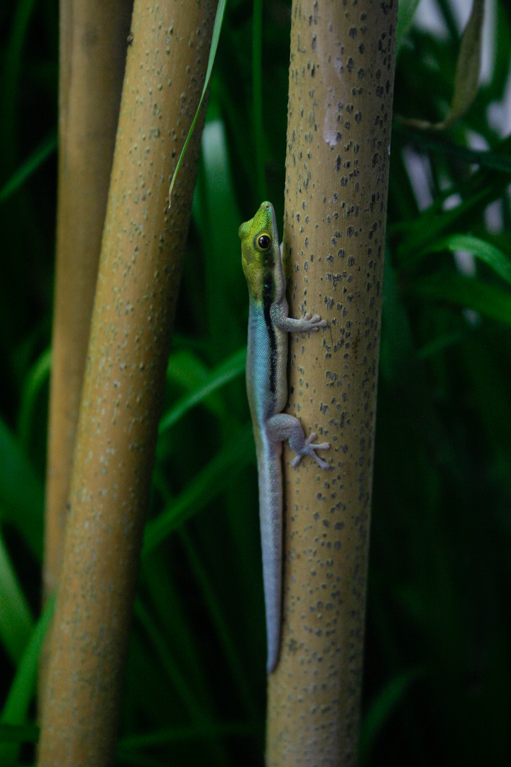 Gecko I