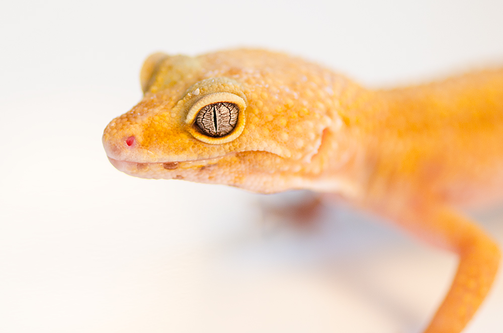 Gecko II