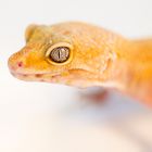 Gecko II