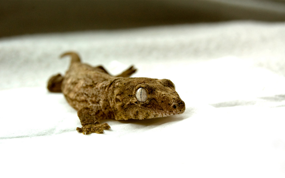 Gecko II