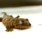 Gecko II