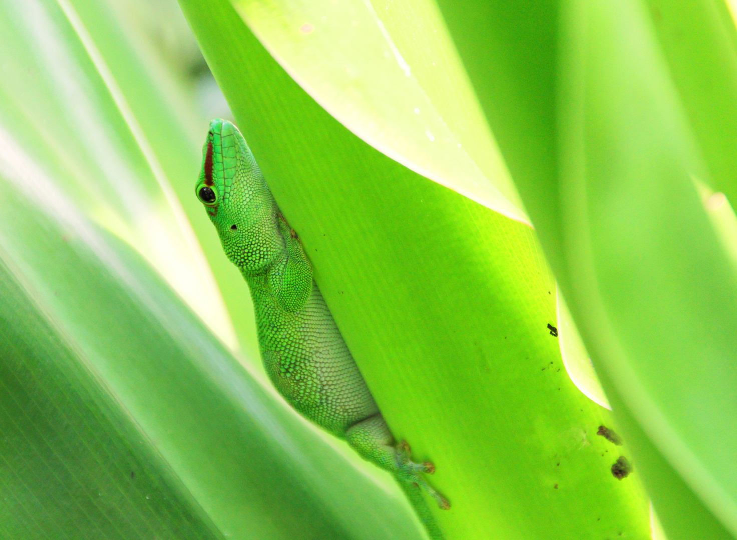 Gecko II