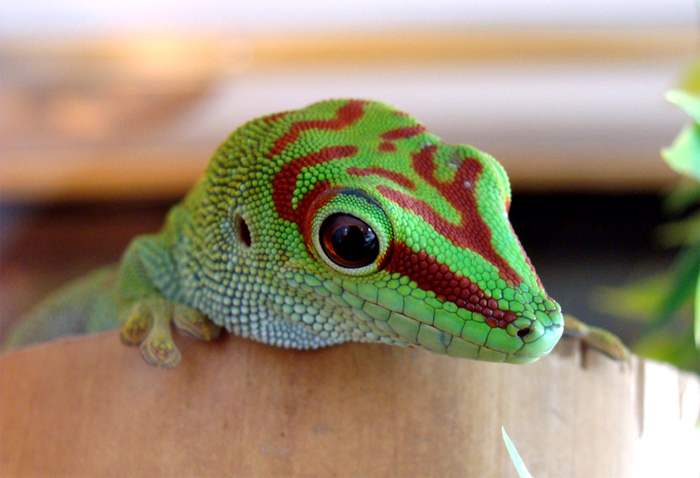 Gecko III