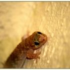 Gecko im Focus