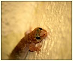 Gecko im Focus