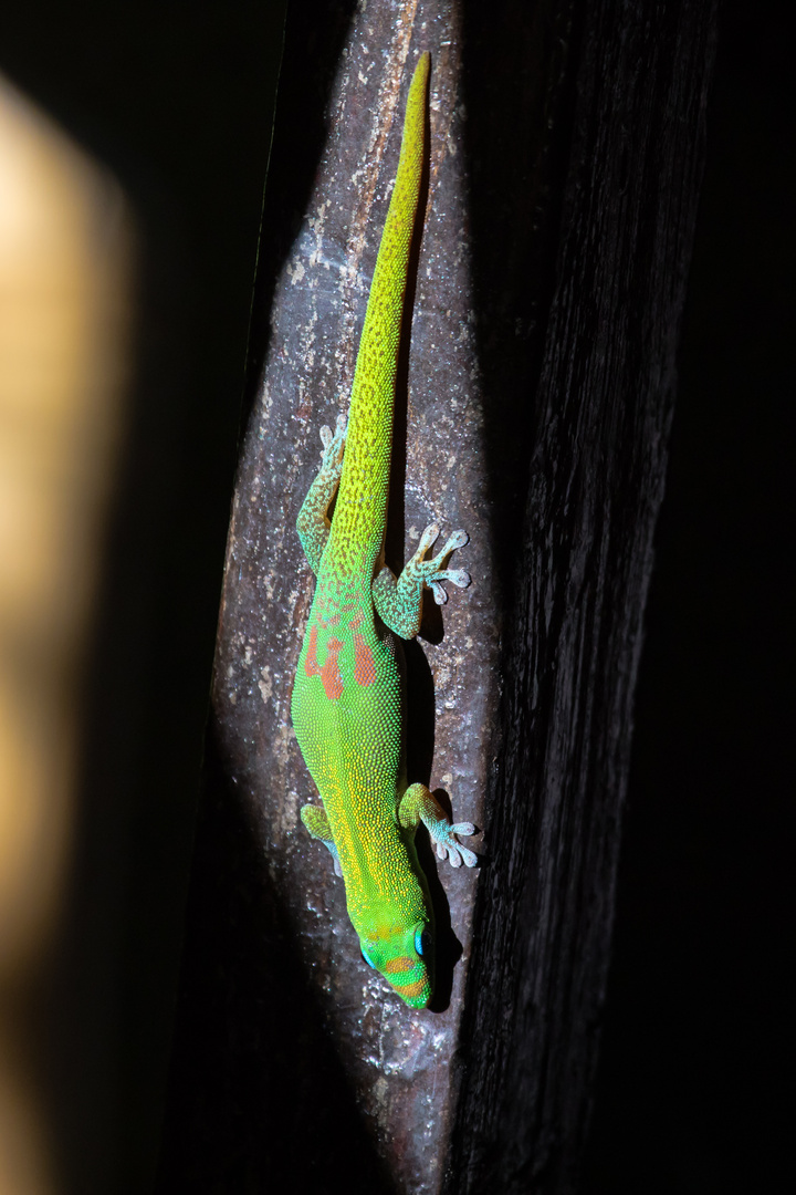 Gecko im Licht