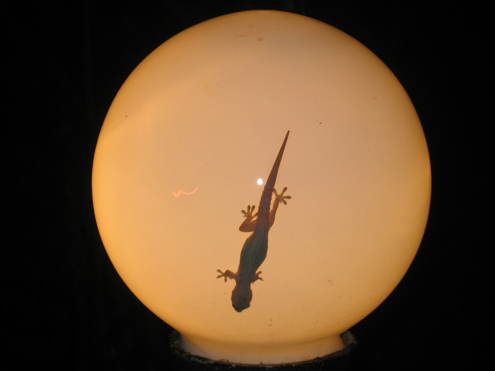 Gecko im Rampenlicht
