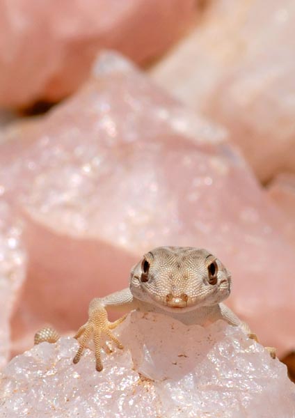 Gecko im Rosenquartz