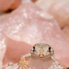 Gecko im Rosenquartz