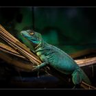 Gecko im Sealife, Konstanz.