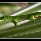 Gecko in der Masoala Halle