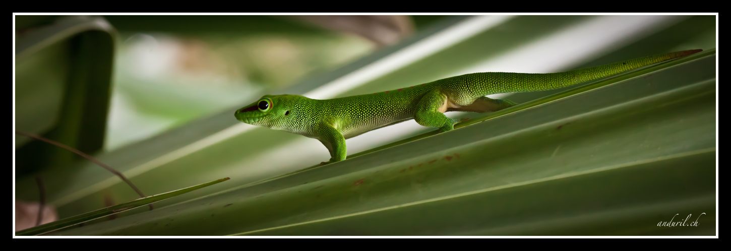 Gecko in der Masoala Halle