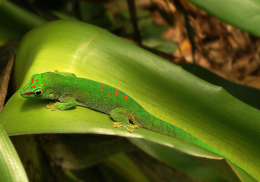 Gecko in der Masoalahalle im Zoo Zürich