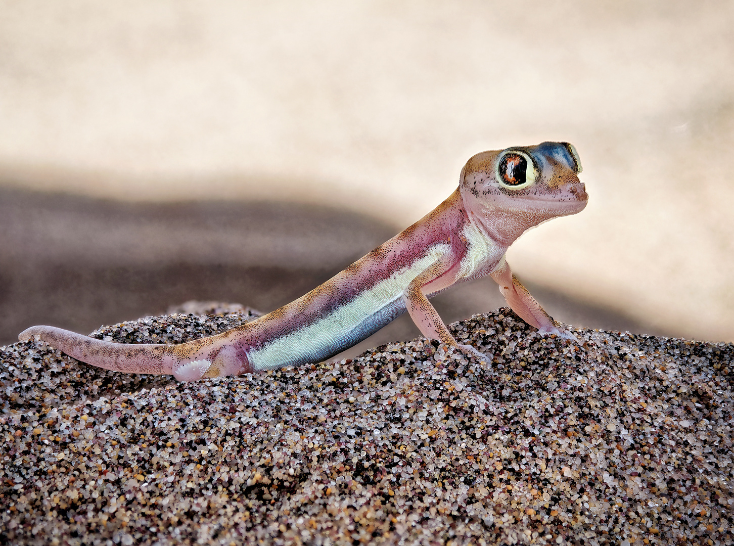 Gecko in der Wüste