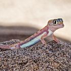 Gecko in der Wüste