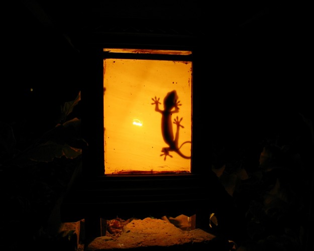 Gecko in Gartenlampe