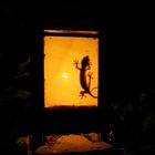 Gecko in Gartenlampe