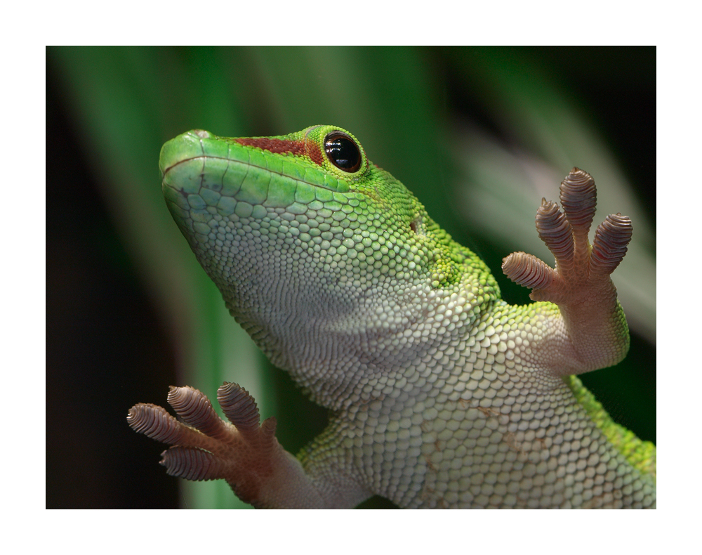 Gecko in grün