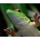 Gecko in grün