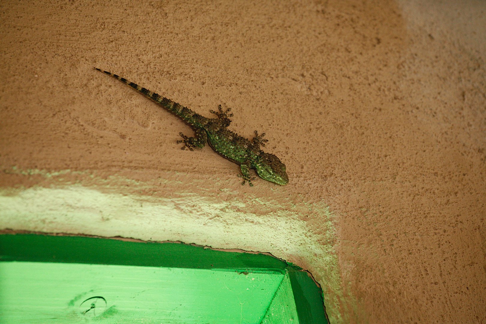 Gecko in Grün