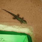 Gecko in Grün