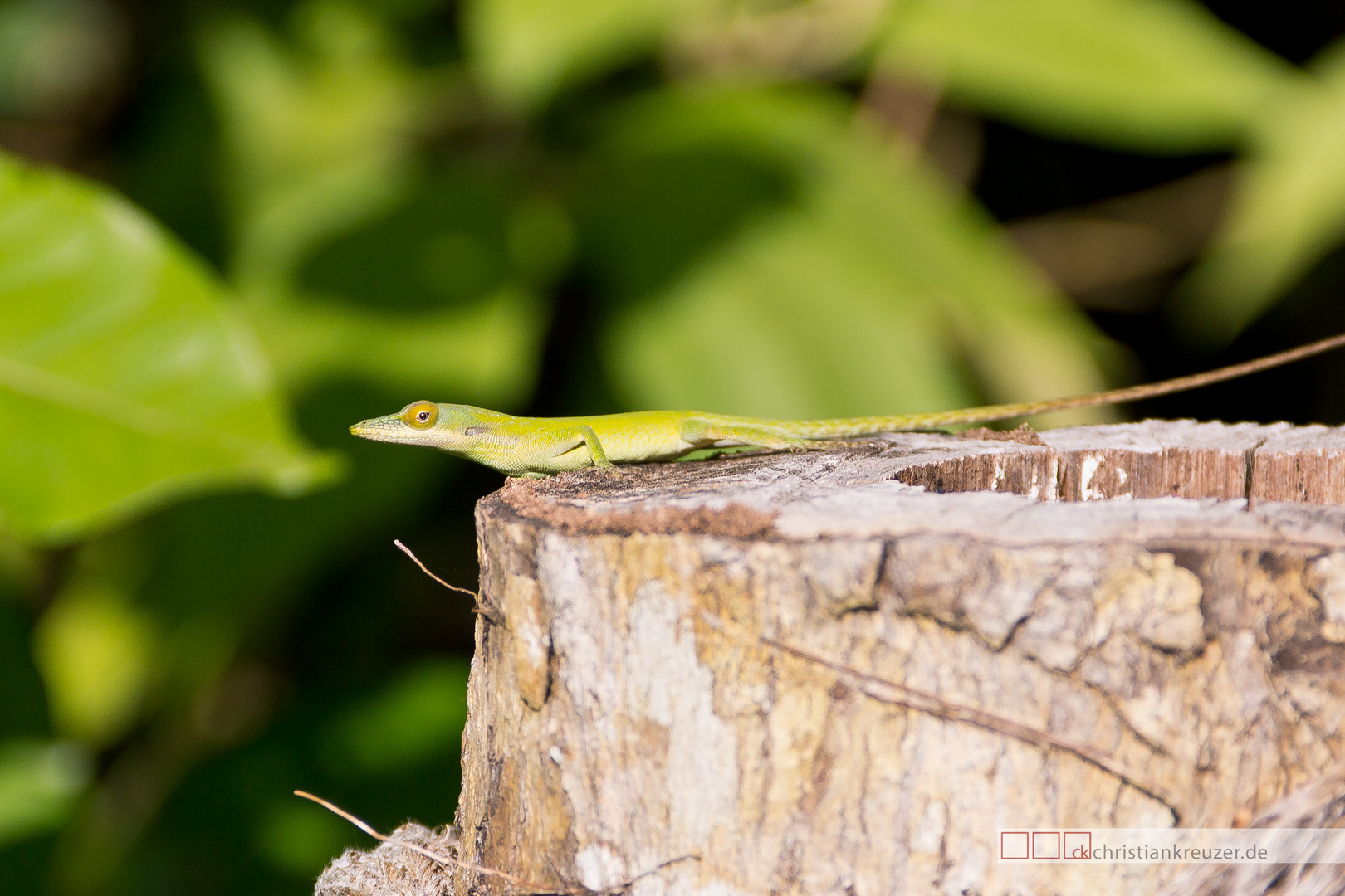 Gecko in Honduras
