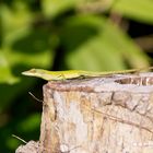 Gecko in Honduras