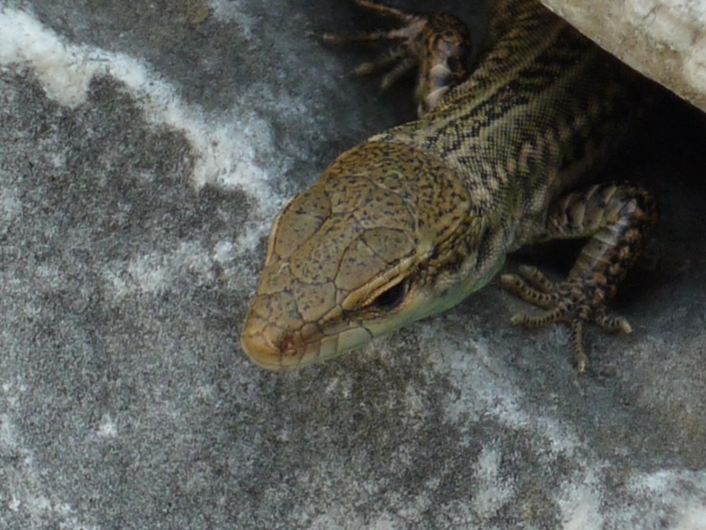 Gecko in Kroatien