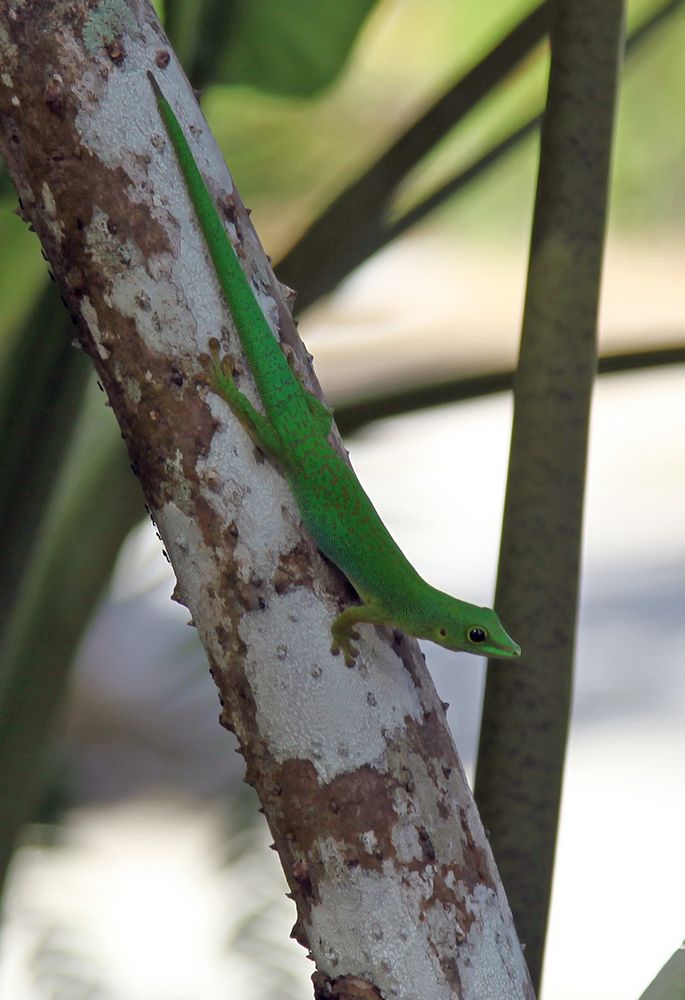 Gecko in seiner natürlichen Umgebung