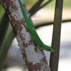 Gecko in seiner natürlichen Umgebung
