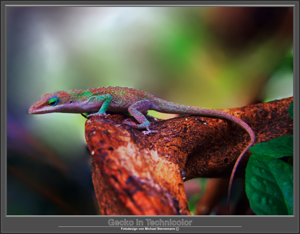 Gecko in Technicolor