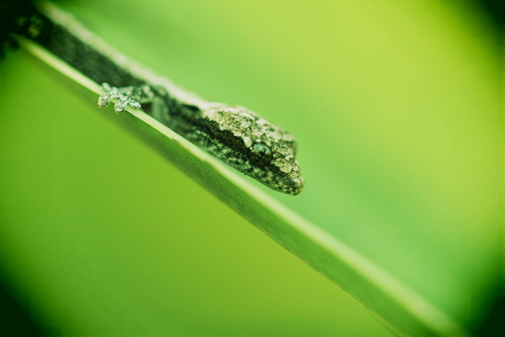 Gecko in Thailand