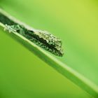 Gecko in Thailand