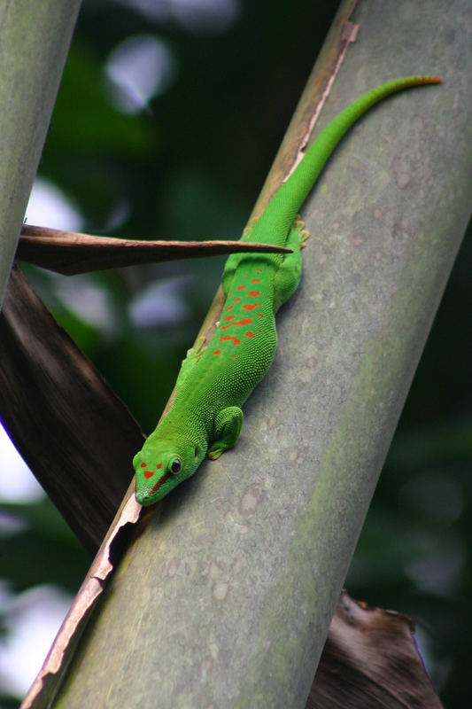 Gecko in Zoo