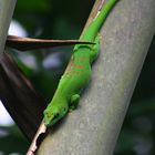 Gecko in Zoo