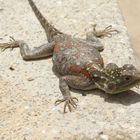 Gecko Kenya